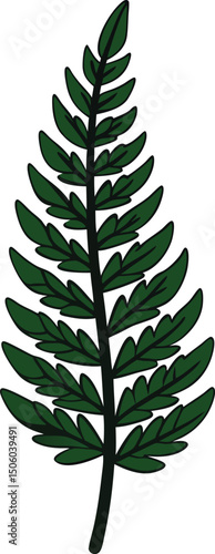 green fern leaf isolated