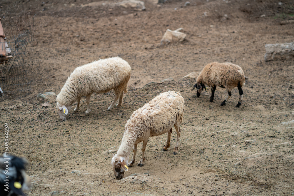 Goats and sheep grazing in the daylight, enjoying the sun in a peaceful day Goats and sheep grazing in the daylight, enjoying the sun in a peaceful day
