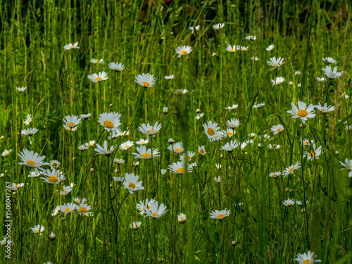 Wallpaper Mural Margariten im hohen Gras Torontodigital.ca