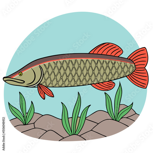 Realistic full-body illustration of Arapaima, a stunning large freshwater aquarium fish, perfect for aquatic-themed design and digital projects.