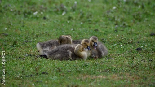 Canada goose chicks on a green meadow near a waterhole