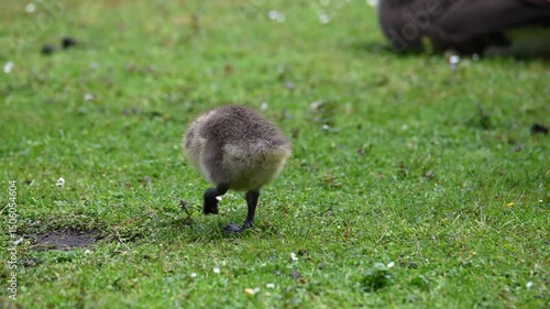 Canada goose chicks on a green meadow near a waterhole