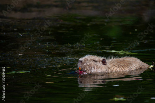 Nutria relaxing by a small  river