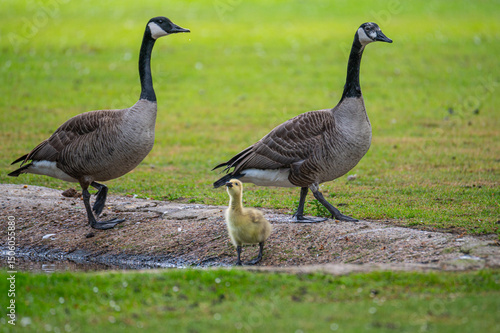 Canada geese at a  pond with their chicks