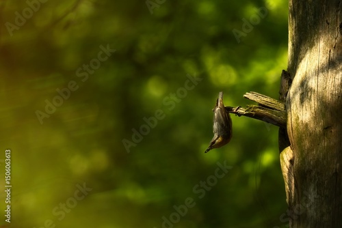 Wallpaper Mural green fern leaf Torontodigital.ca