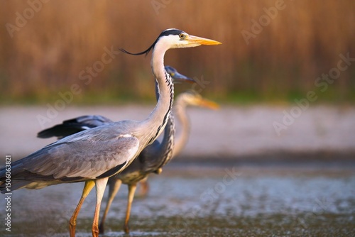Wallpaper Mural great blue heron Torontodigital.ca