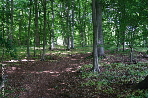 Im Wald