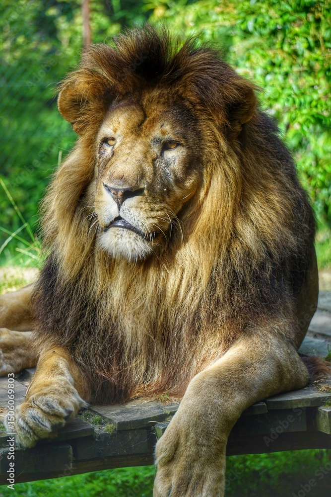 Obraz premium Lion