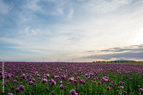 poppy field