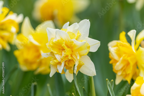 Photography Narcissus Growers Pride, yellow and cream daffodil flower blooming in Springtime