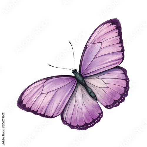 beautiful purple butterfly isolated on white background