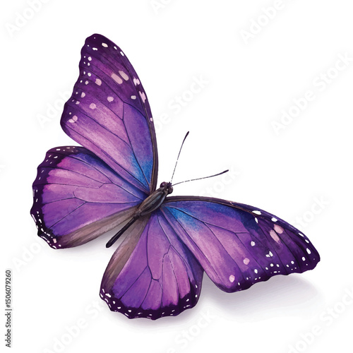 beautiful purple butterfly isolated on white background