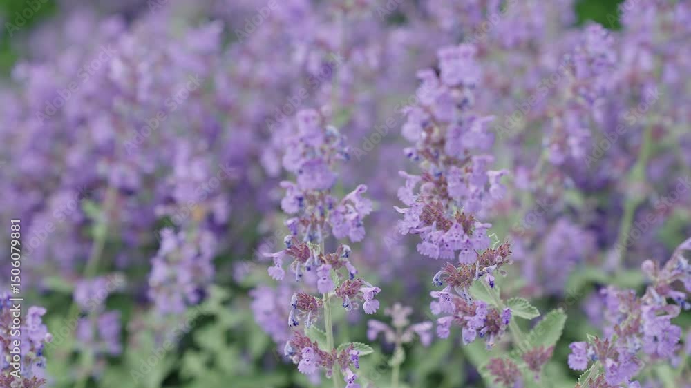 Catnip flower. Nepeta cataria blossoming in garden on summer day. Beauty in nature. Summer nature blossom flower. Catnip blossom. Blooming catnip flower. Catnip or catmint herb Catnip flower. Nepeta cataria blossoming in garden on summer day. Beauty in nature. Summer nature blossom flower. Catnip blossom. Blooming catnip flower. Catnip or catmint herb