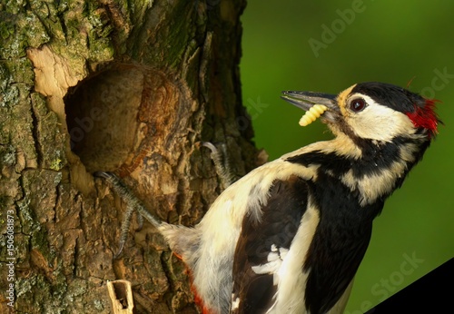 Wallpaper Mural woodpecker on tree Torontodigital.ca
