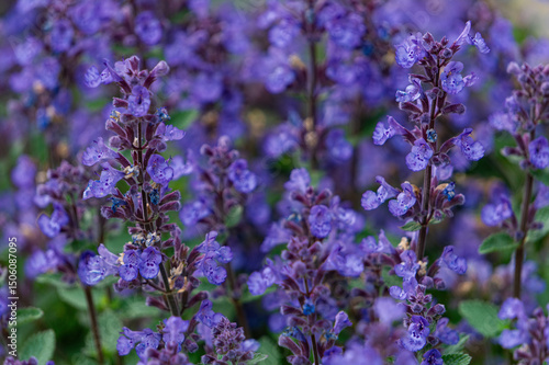 Wallpaper Mural Blooming purple mint, Nepeta Cataria, in summer garden Torontodigital.ca