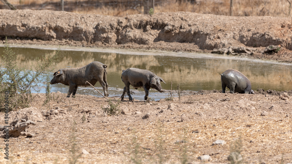 Fototapeta premium Free-range Pata Negra pigs in the pasture