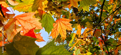 Herbstblätter am Baum im Sonnenlicht