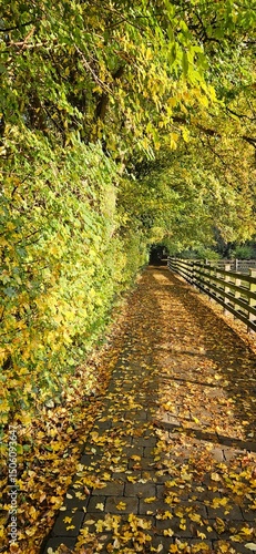 Herbstlicher Weg mit Blättern im Sonnenschein