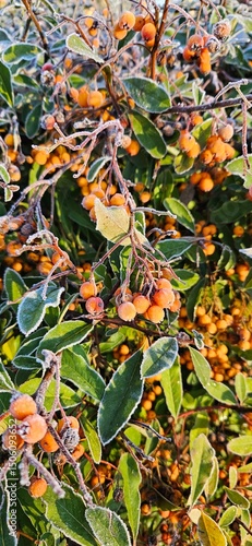 Gefrorene Beeren am Busch