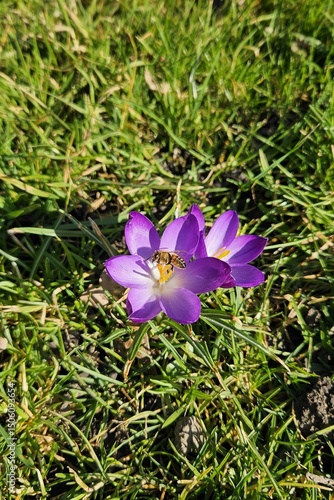 Biene auf lila Krokus auf Wiese