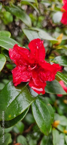 Rote Blume mit Regentropfen