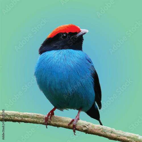Vibrant Blue Bird with Red Cap Perched on a Branch