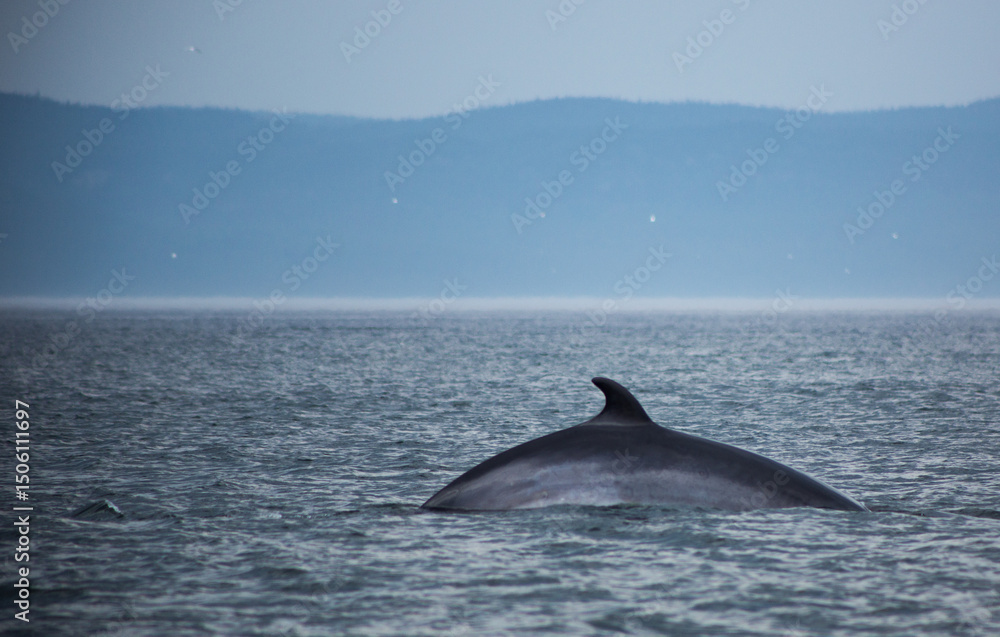 whale whale