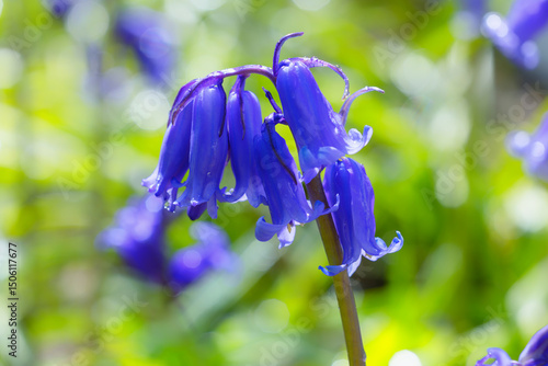 Photography Irish native bluebells Hyacinthoides non-scripta, macro closeup of blue bell shaped petals in bright sunshine