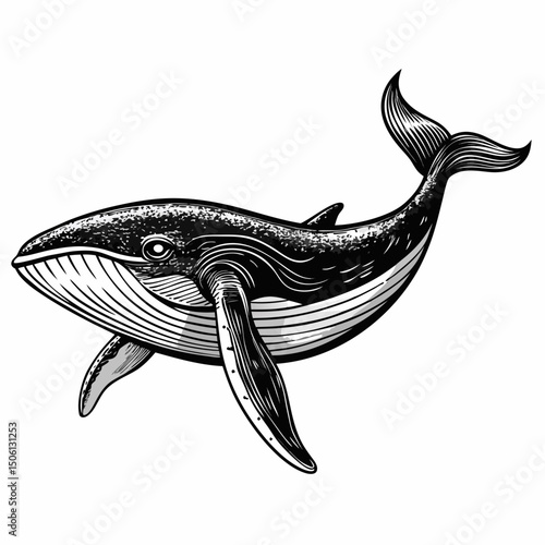 Sketch realistic whale black and white illustration. Whale drawn sketch in doodle style on a white background. Illustrated in vintage hand-drawn style.