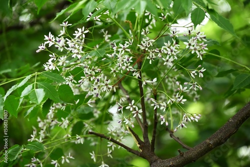 Chinaberry ( Melia azedarach ) flowers. Meliaceae deciduous tree. Pale purple five-petal flowers bloom in early summer. It is also a medicinal plant.