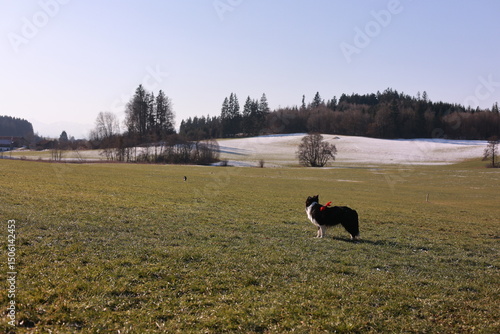 A dog is standing in a field of grass