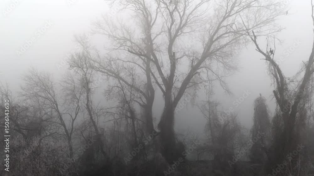 Dark and misty swamp, horror backgroung Dark and misty swamp, horror backgroung