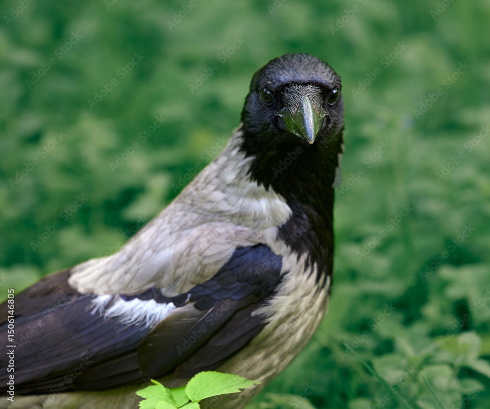 Obraz premium Crow portrait