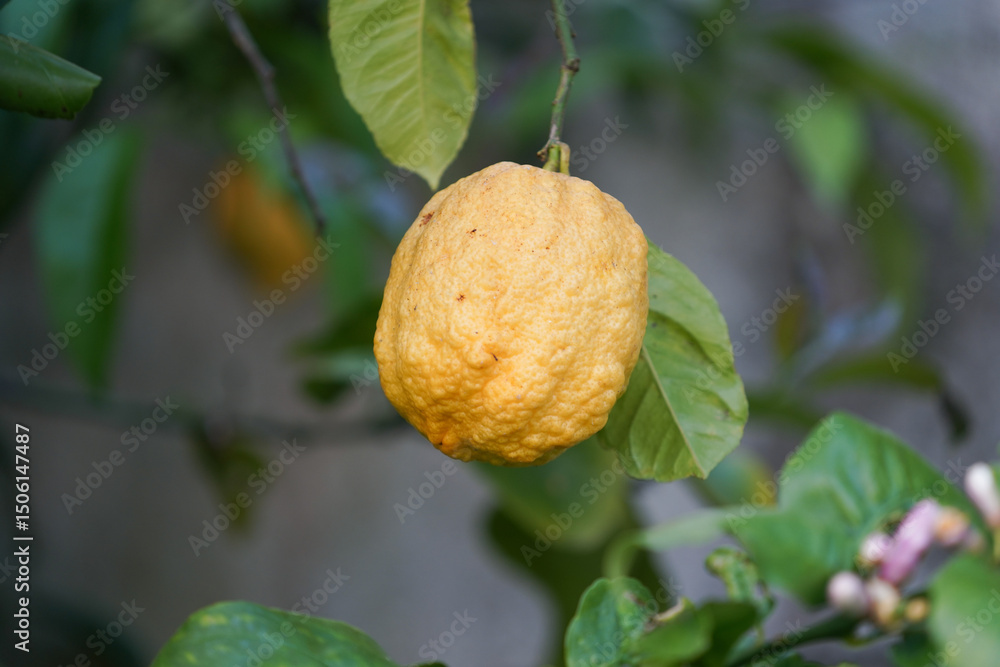 Obraz premium A lemon hangs from a tree branch with green leaves. Other lemons and a flower are visible in the background. The lemon is textured and yellow.
