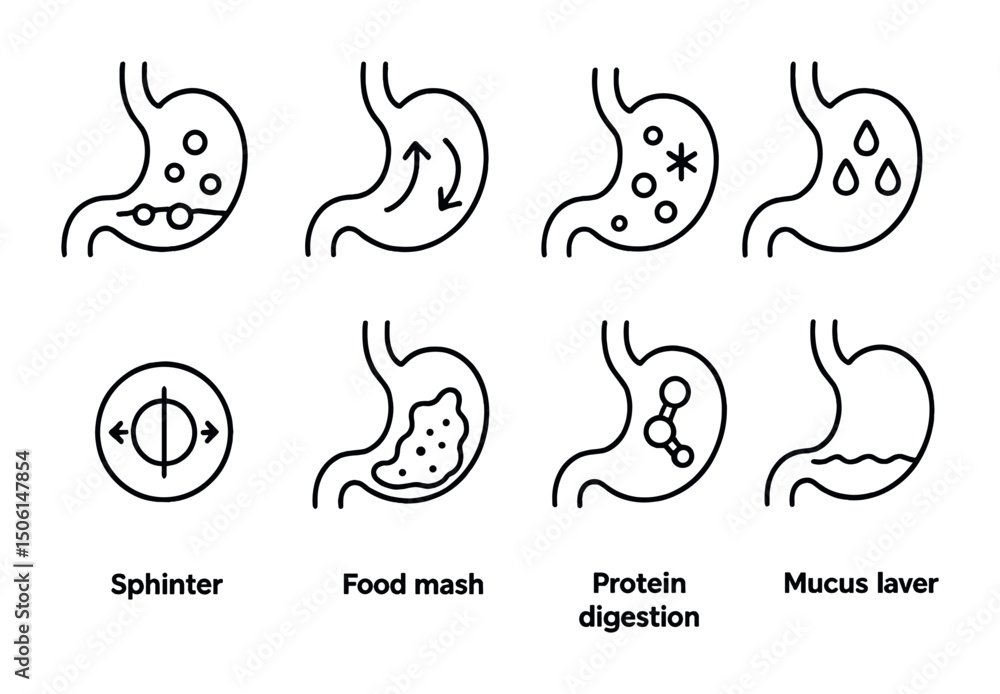 Fototapeta premium Digestive system outline icons set – linear, flat, stomach and digestion symbols