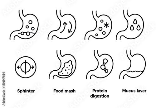 Digestive system outline icons set – linear, flat, stomach and digestion symbols
