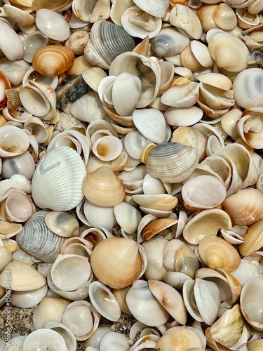 sea shells background