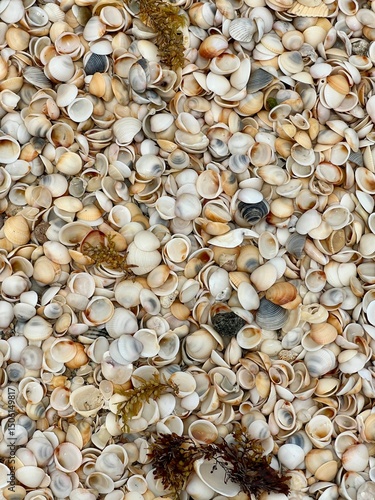 sea shells background