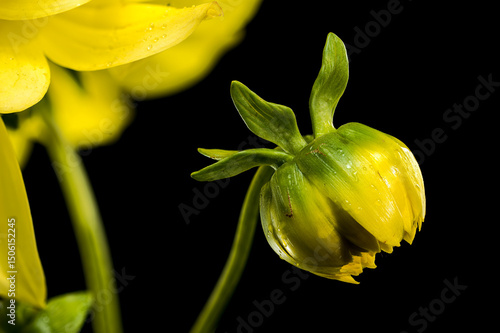 Sunny Dahlia on a black background