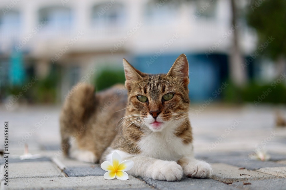 Fototapeta premium Cute kitten lying near the flower
