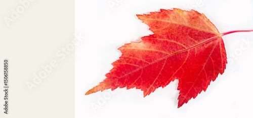 Quadro su tela Autumn Leaf Maple Acer ginnala, Commonly known as Amur maple