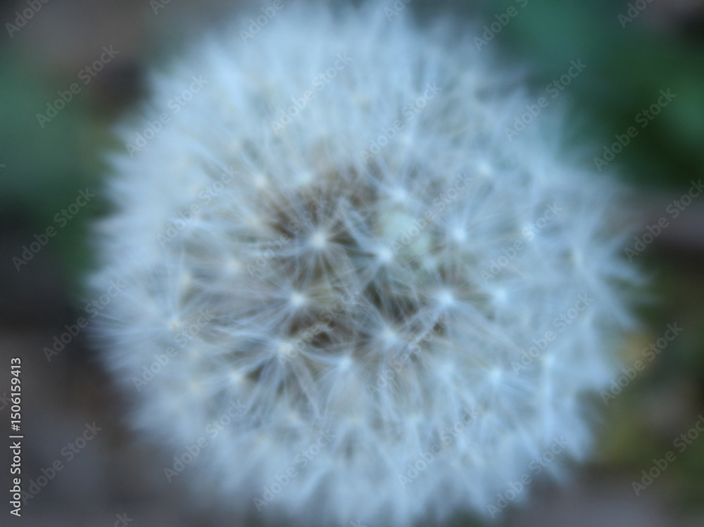 Fototapeta premium Dandelion Seed Head