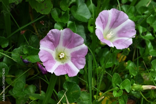 Seashore false bindweed ( Calystegia soldanella ) flowers. Convolvulaceae perennial creeping seaside plant. Pale pink flowers bloom in early summer.