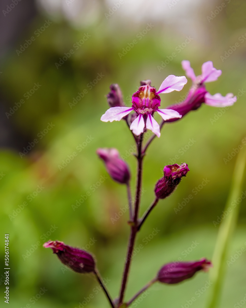 Obraz premium Macro photography of cuphea strigulosa wildflower and buds
