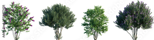 Bilde på lerret Set of Syringa vulgaris and Nerium oleander frontal street png in sunny daylight