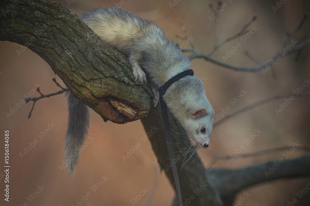 Obraz premium Nice young ferret male outing in winter park on harness