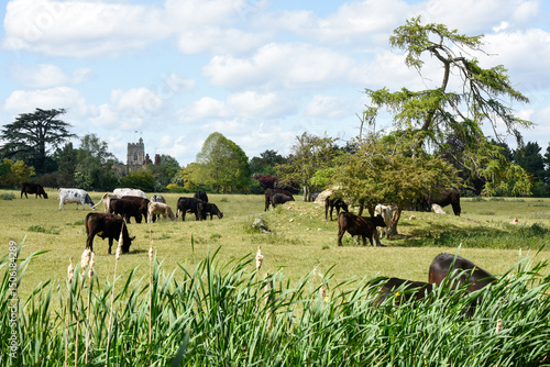 Herd of cattle including cows and bull graze in a grass field