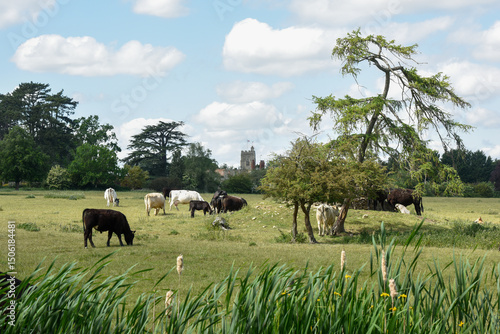 Herd of cattle including cows and bull graze in a grass field