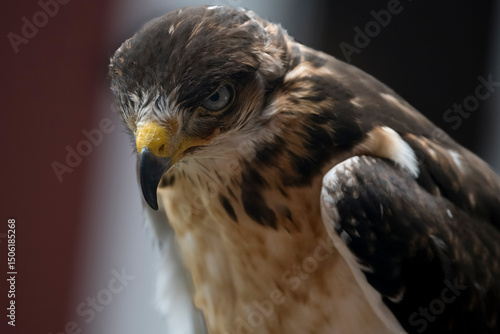 The Augur Buzzard (Buteo augur).