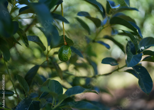 A tiny avocado growing on a branch with blurry background full of other small avocados 